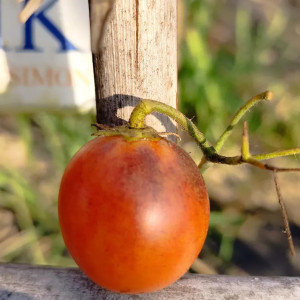 Tomate Rio семена - купи онлайн