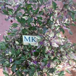 Purple Flash semena - koupit online