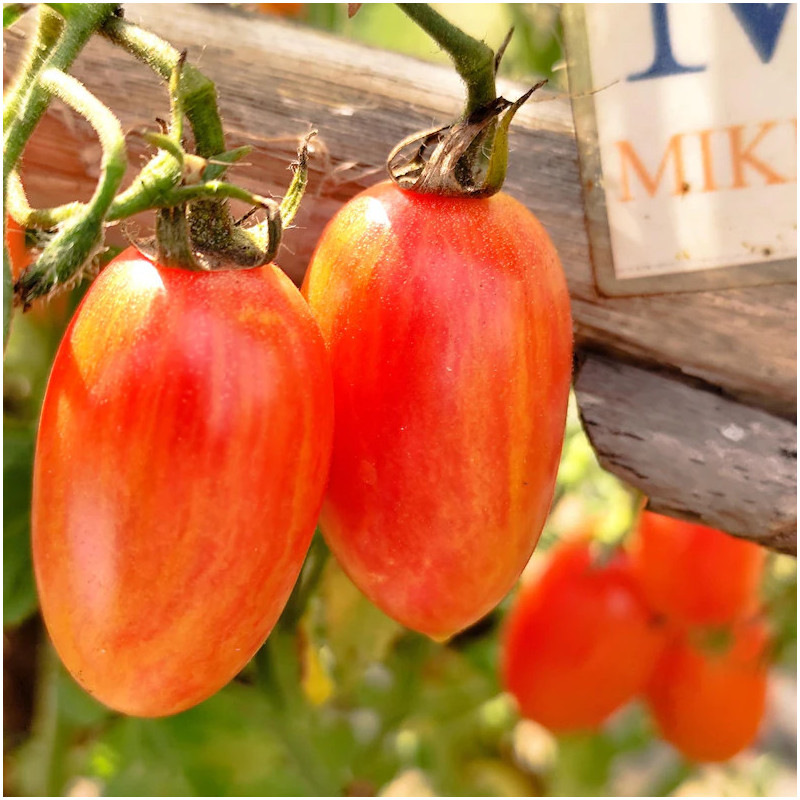Tomate Maglia Rose seemned - osta veebist