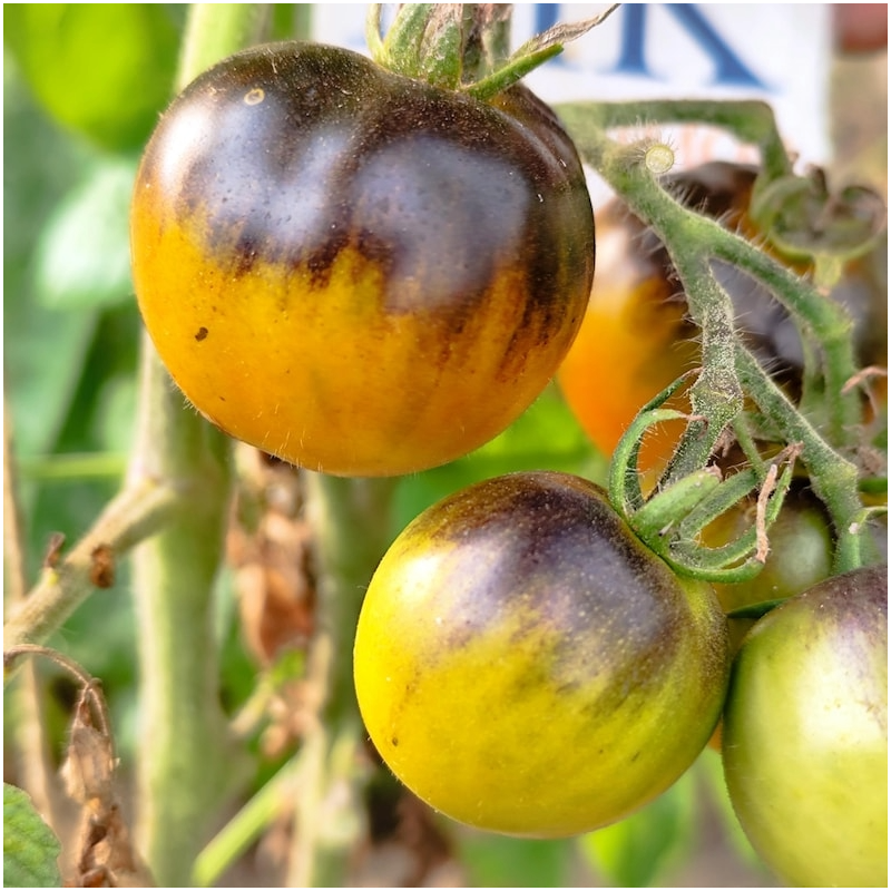 Tomate Cooper Olive frø - kjøp på nett