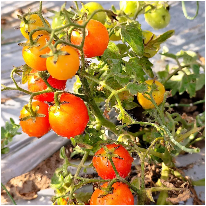 Tomate Pummelfee sėklos - pirkti internetu
