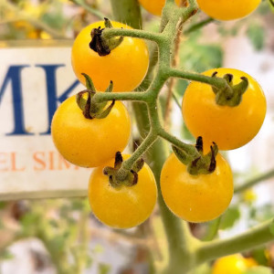 Tomate Coyote sēklas - pirkt internetā
