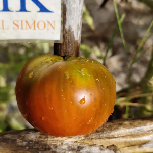 Tomate Black Altai semințe - cumpără online