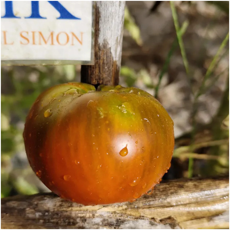 Tomate Black Altai semena - koupit online