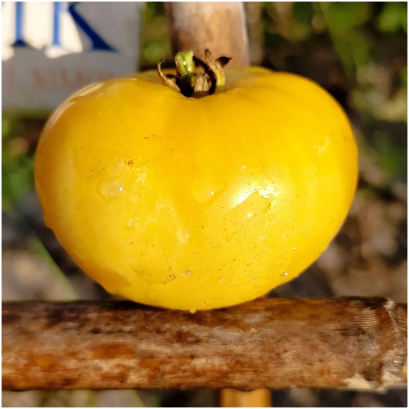 Tomate TC Jones насіння - купити онлайн
