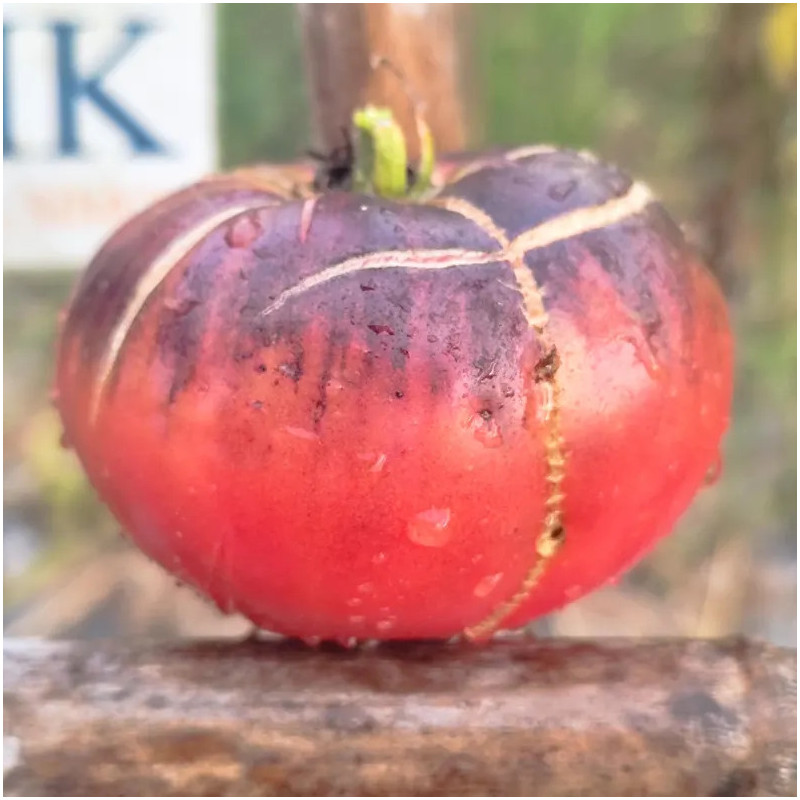 Tomate The Reflex semena - koupit online