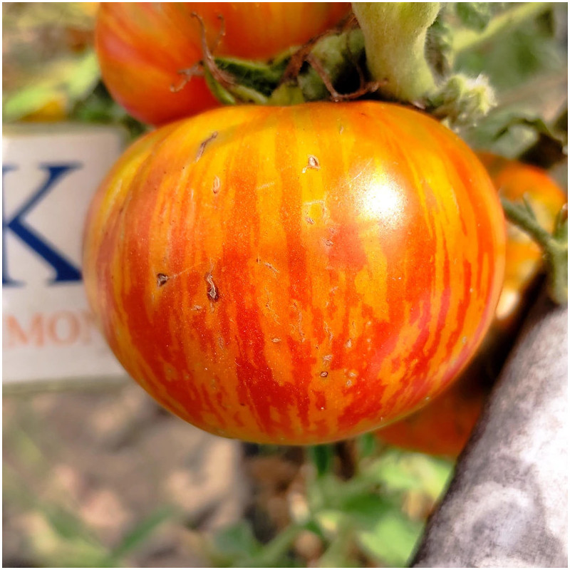Tomate Raya Rey semená - kúpiť online