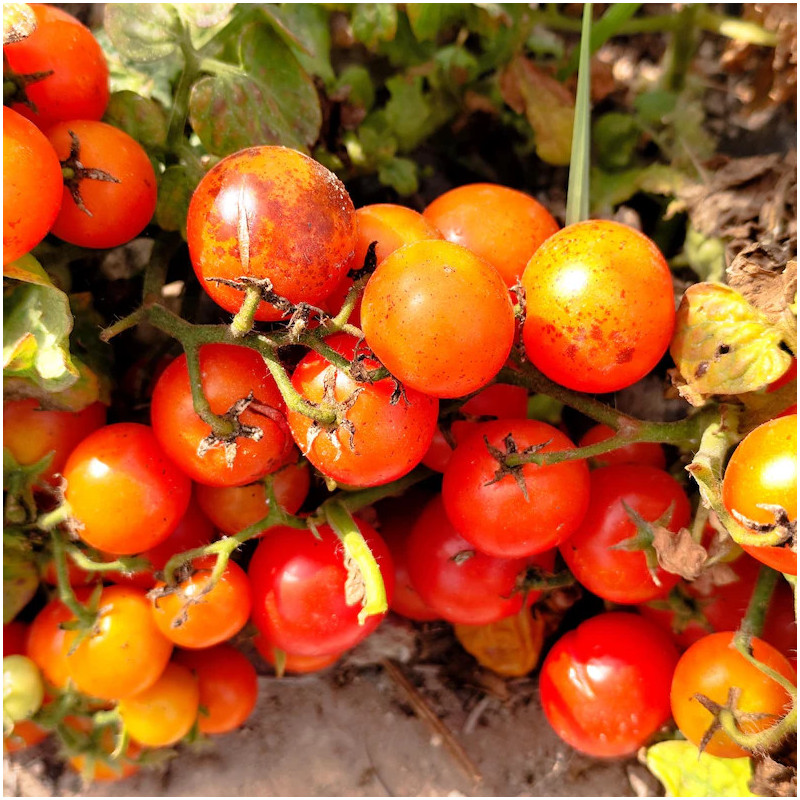 Tomate Lille Lise semena - nakup prek spleta