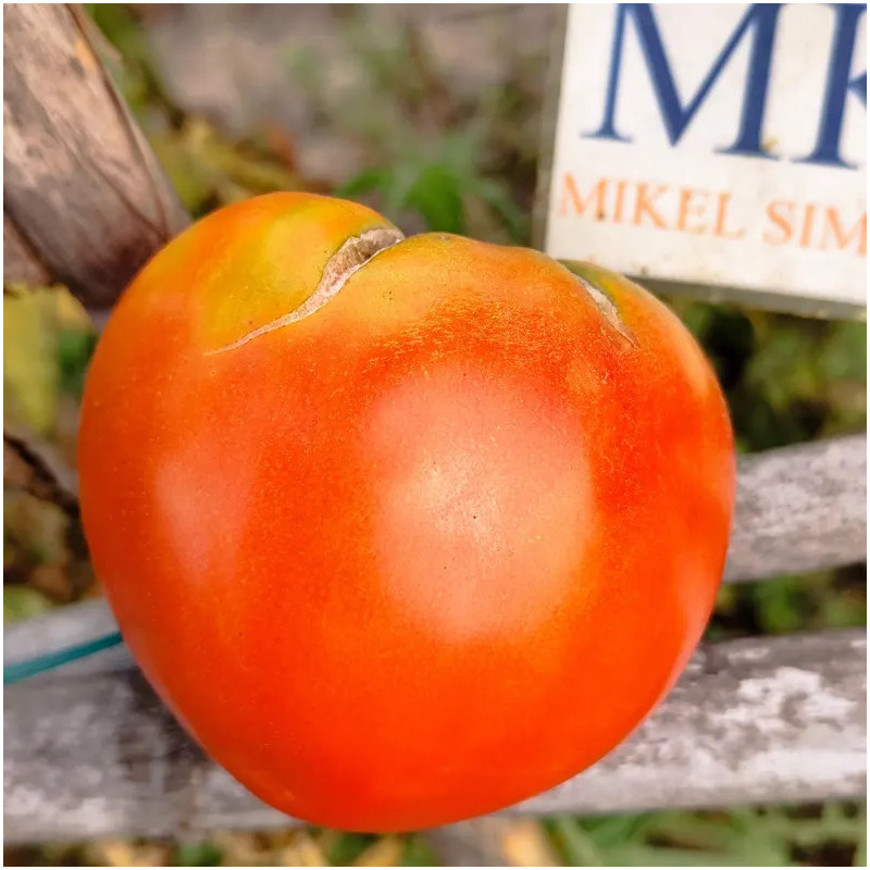 Tomate Optima frø - kjøp på nett