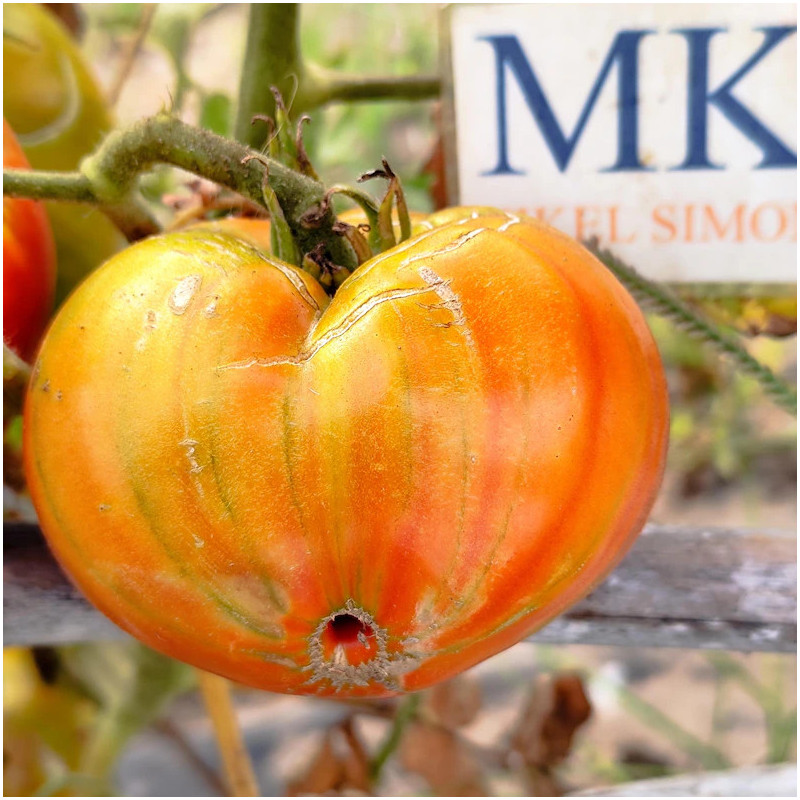 Tomate Valenciana nasiona - kup online