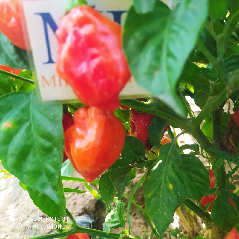 Habanero Red Savina σπόροι - αγορά online