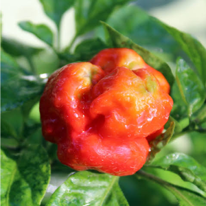 Trinidad Scorpion Sunrise sementes - comprar online