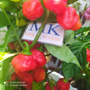 Aji Dulce Puerto Rico seeds - buy online
