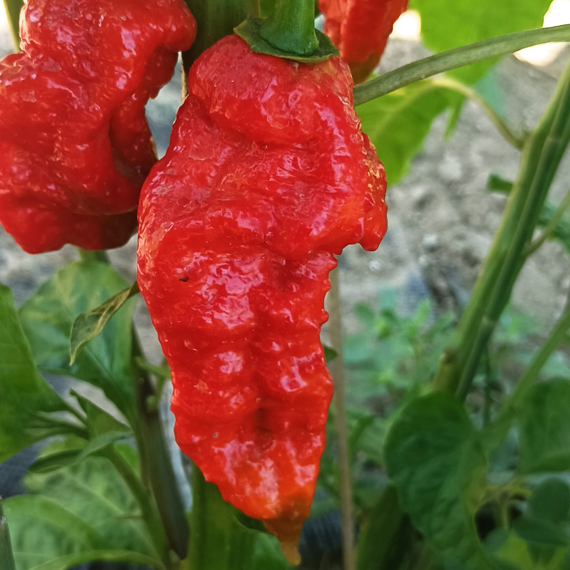 Jay's Ghost Scorpion Red semená - kúpiť online