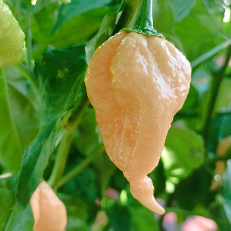 Carolina Reaper Pink, 10 semillas, Capsicum chinense - comprar se