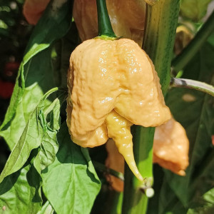 Carolina Reaper Golden насіння - купити онлайн
