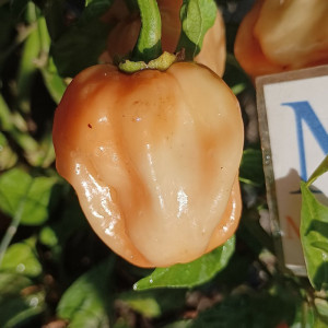 Acheter graines Scotch Bonnet Peach
