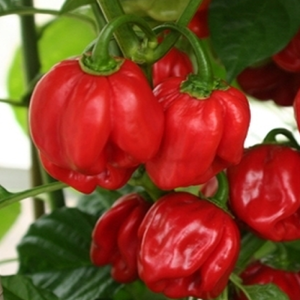 Habanero St. Lucia Island zaden kopen