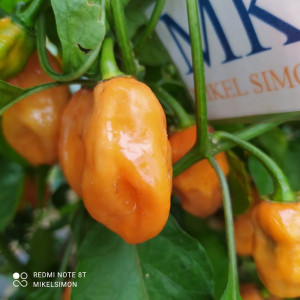 Craigs Double Hot, Capsicum σπόροι - αγορά online