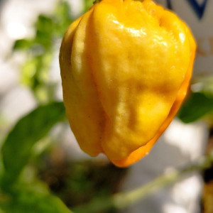 Habanero Santana Peach, 10 semillas, Capsicum chinense - comprar