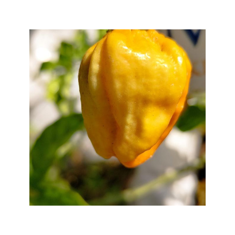 Habanero Santana Peach frön - köp online