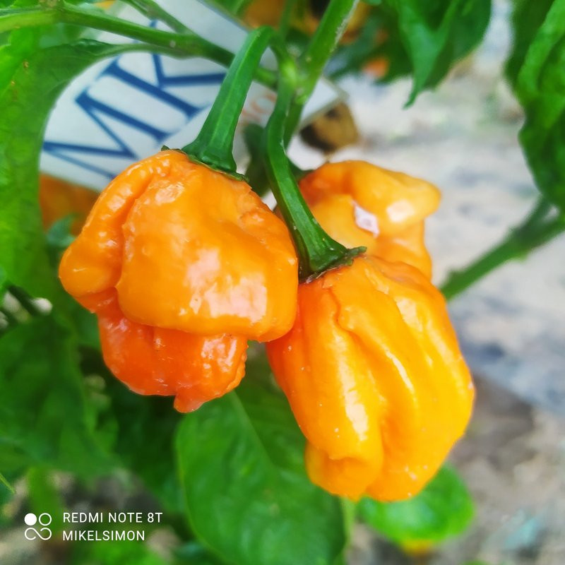 Scotch Bonnet Freeport Strain sementes - comprar online