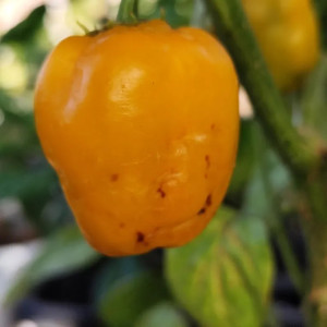 Rocoto Giant Orange zaden kopen
