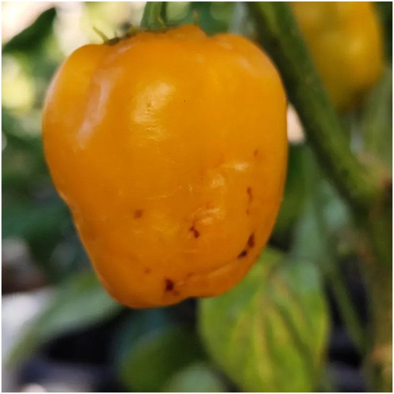 Rocoto Giant Orange frø - køb online