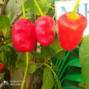 Rocoto San Isidro zaden kopen