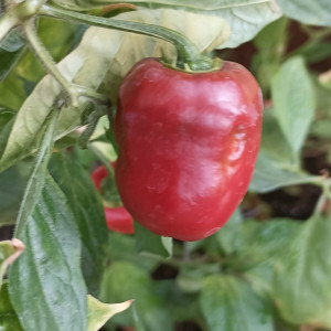 Rocoto Argentina semena - koupit online