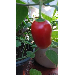 Rocoto Costa Rica Red semi - acquista online