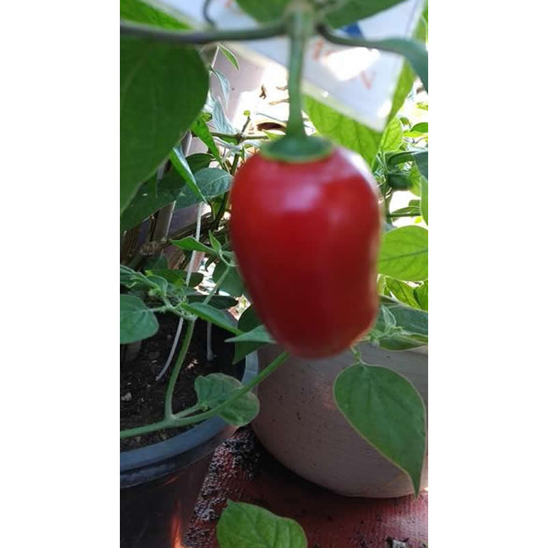 Rocoto Costa Rica Red sjemenke - kupovina