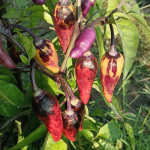Tiger Jalapeño X Dark PM zaden kopen