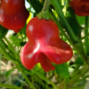 Aji Orchid semințe - cumpără online