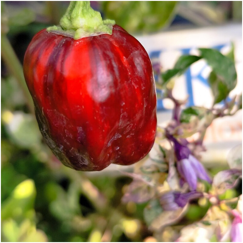 Candy Cane Chocolate x Scarlet seeds - buy online