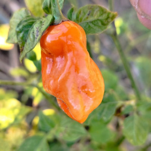 Habanero Yukatan sementes - comprar online