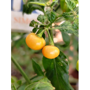 Aji Charapita Peach — купить семена
