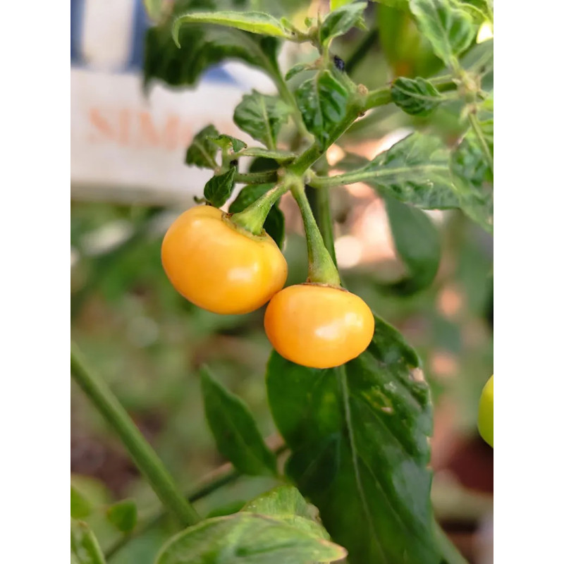Aji Charapita Peach насіння - купити онлайн