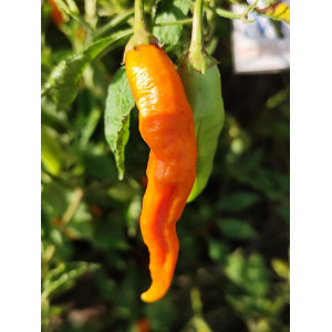 AJi Ahuachapau, 10 semillas, Capsicum baccatum - comprar semillas
