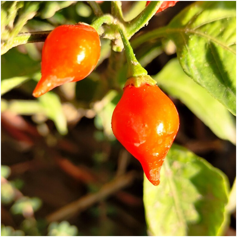 Biquinho Red seeds - buy online