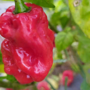 Aji Chombo semințe - cumpără online