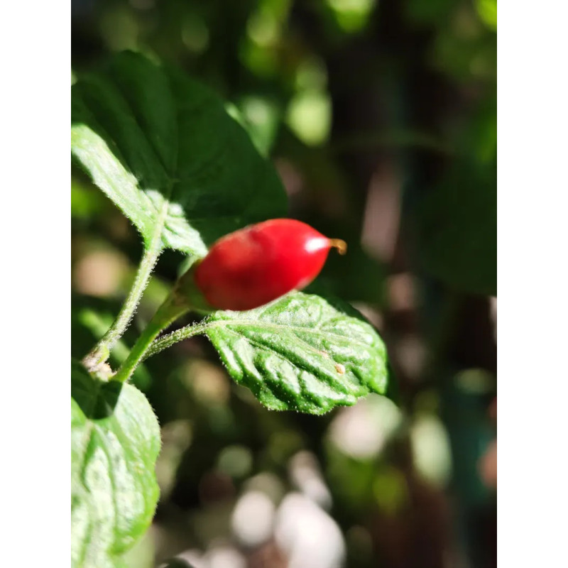 Rabenii Jumaly frön - köp online