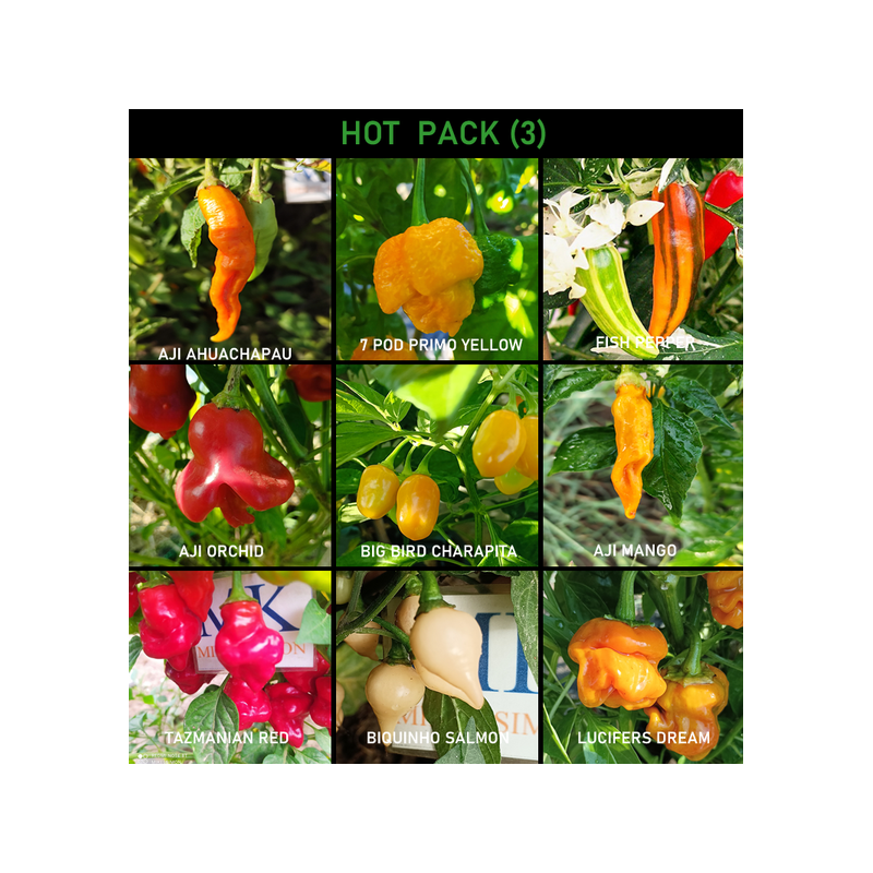 Acheter graines HOT PACK, 9 chiles picantes, pack