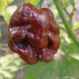 7 POD Congo Chocolate frø - kjøp på nett