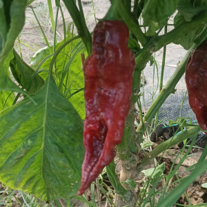 Big Bang Naga Chocolate,10 semillas,Capsicum chinense (580)