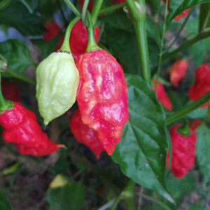 7 POD Chaguanas Red sēklas - pirkt internetā