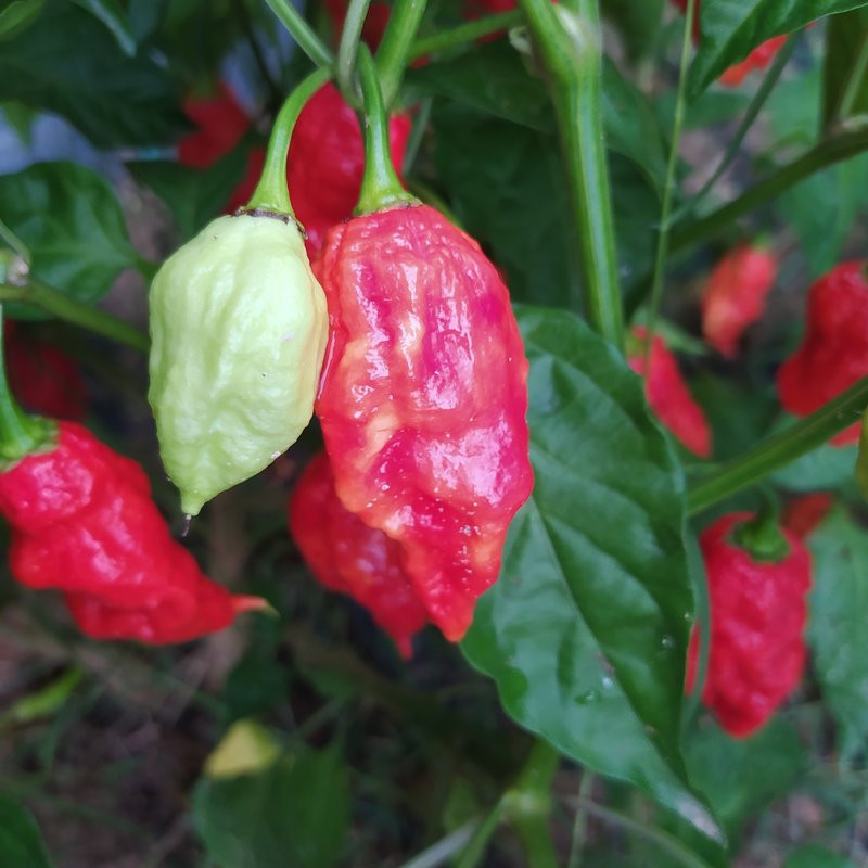 7 POD Chaguanas Red seme - kupite online