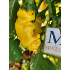 Peter Pepper Yellow semințe - cumpără online