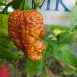 Bhutlah Brown Samen kaufen