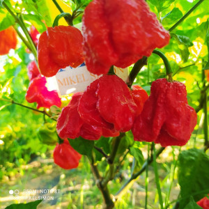 C22 Moruga Phenotype siemenet - osta verkosta